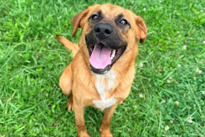 NIMH - Black-Mouth Cur / Mix available for adoption