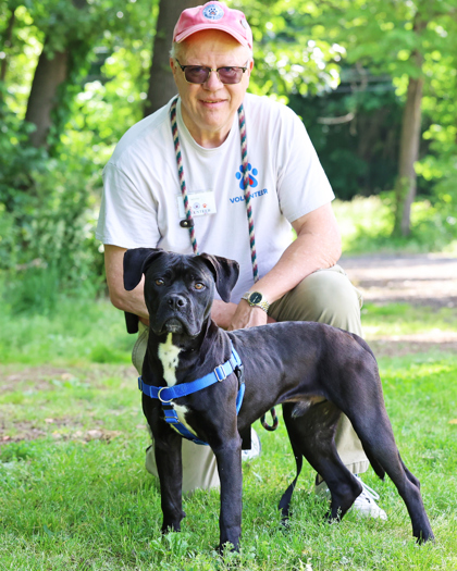 VADER - Cane Corso / Mix available for adoption
