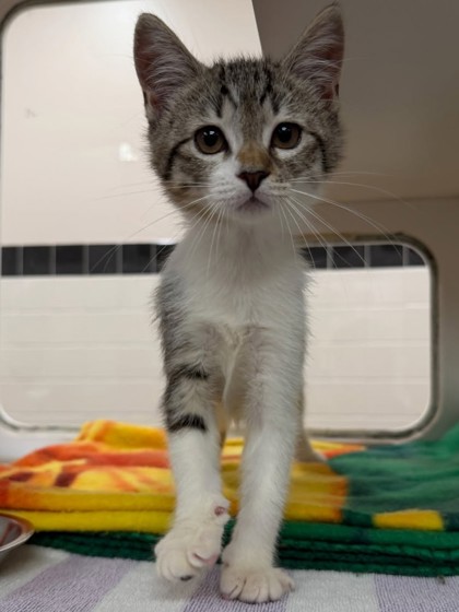 BASIL