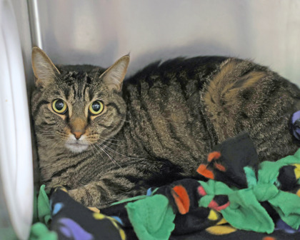 SPARKY - Domestic Medium Hair / Mix available for adoption