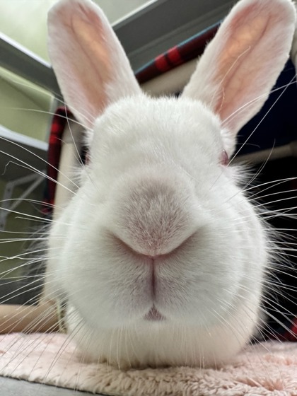 SNOWFLAKE - Rabbit / Rabbit available for adoption