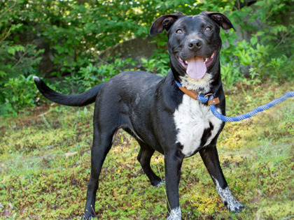 GWEN - Labrador Retriever / Mix available for adoption