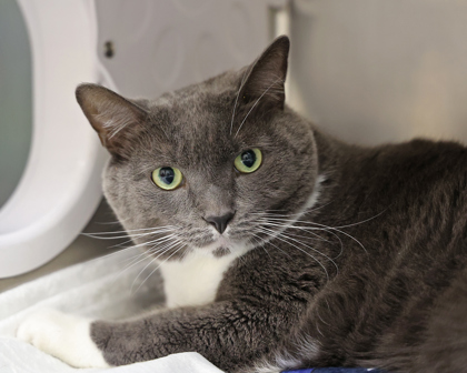 PAWS - Domestic Shorthair / Mix for adoption in Hartford