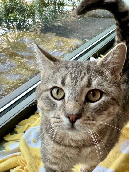 THUMPER - Domestic Shorthair / Mix available for adoption