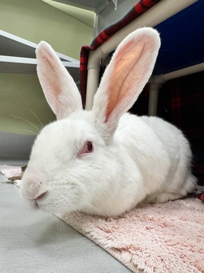 SNOWFLAKE - Rabbit / Rabbit available for adoption