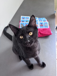 ANSONIA - Domestic Shorthair / Mix for adoption in Hartford
