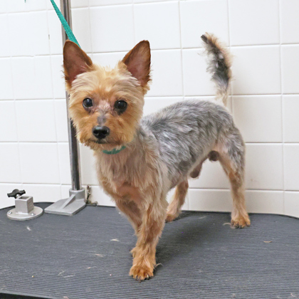 ACE - Yorkshire Terrier / Mix available for adoption