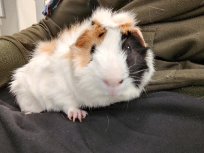 APRICOT - Guinea Pig / Guinea Pig available for adoption