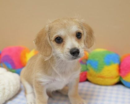 ORION - Mixed Breed, Small (under 24 lbs fully grown) / Mix available for adoption