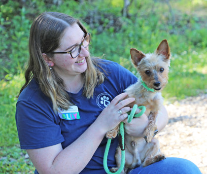 ACE - Yorkshire Terrier / Mix available for adoption
