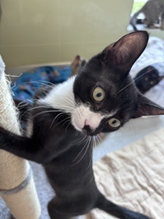 CHESHIRE - Domestic Shorthair / Mix for adoption in Hartford