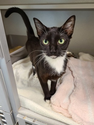 CALIOPE - Domestic Shorthair / Mix for adoption in Hartford