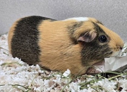 ALMOND - Guinea Pig / Guinea Pig available for adoption
