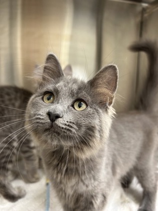 MIRA - Domestic Medium Hair / Mix available for adoption
