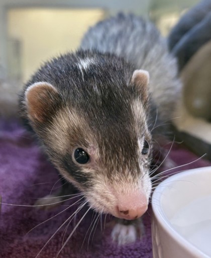 SADIE - Ferret / Ferret available for adoption