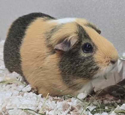 ALMOND