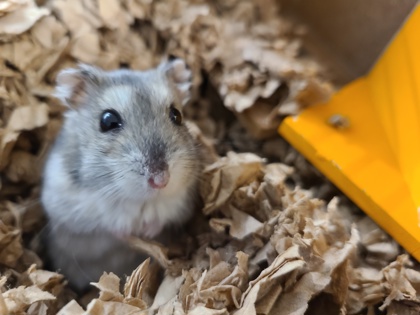 HENRY - Hamster / Hamster available for adoption