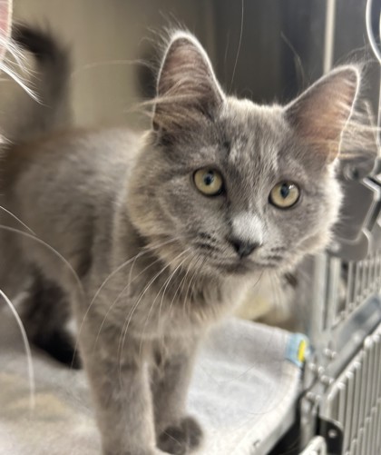 MIRA - Domestic Medium Hair / Mix available for adoption