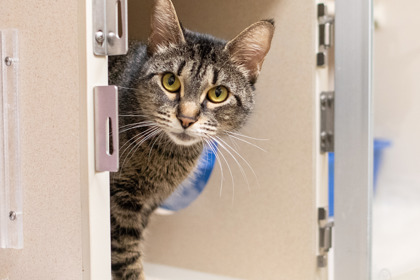 MOLLY - Domestic Shorthair / Mix available for adoption
