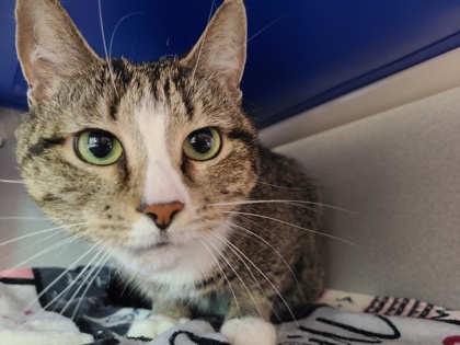 SKYE - Domestic Shorthair / Mix available for adoption