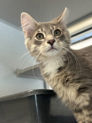 CUTIE - Domestic Medium Hair / Mix available for adoption