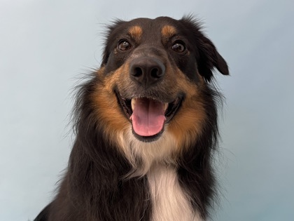 Trix, a Australian Shepherd Mix