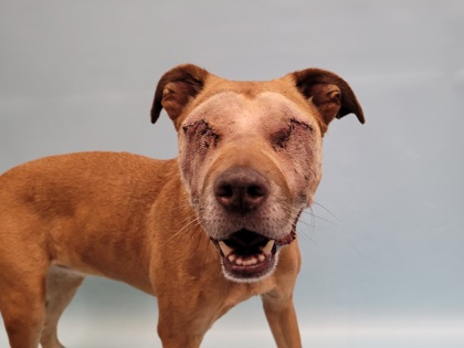 Willow, a American Pit Bull Terrier and English Coonhound (Redtick Coonhound)