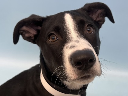 Harper Luna, a Border Collie and Pit Bull Terrier