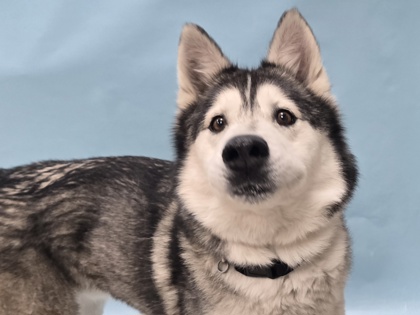 Joey, a Siberian Husky Mix