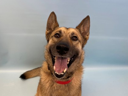 Stormy, a German Shepherd Dog Mix