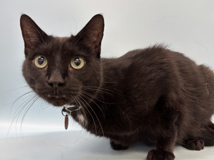 Lokie, a Domestic Shorthair Mix