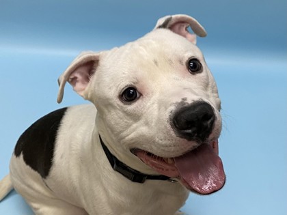 Simon, a American Pit Bull Terrier Mix
