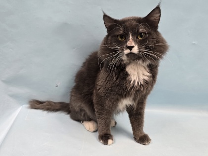 Lenny, a Domestic Longhair