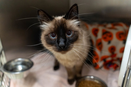 Loki