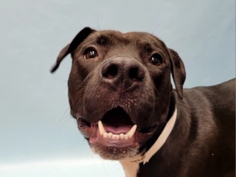 Areba, a American Staffordshire Terrier