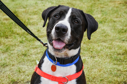 Verdugo, a Great Dane Mix