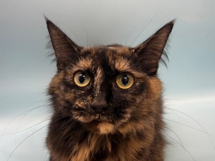 Harriet