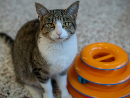 Ellie, a Domestic Shorthair
