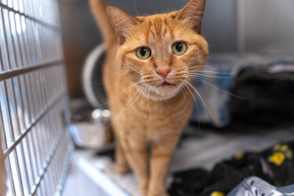 Genny, a Domestic Shorthair Mix