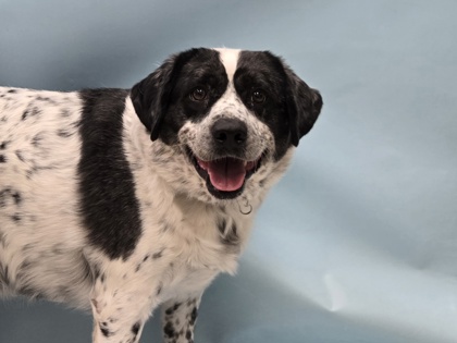 Buck, a Australian Cattle Dog and Welsh Springer Spaniel