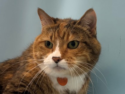 Kiki