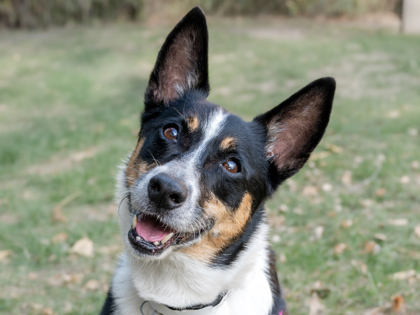 Stella