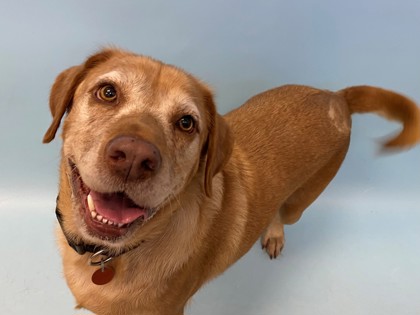 Sandy, a Labrador Retriever Mix
