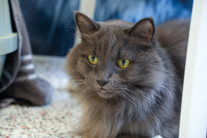 Gigi