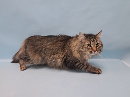 Stitch, a Domestic Longhair