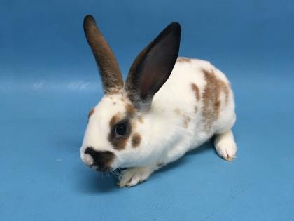 Oval, a Mini Rex