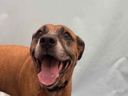 Zelda, a Pit Bull Terrier and Labrador Retriever