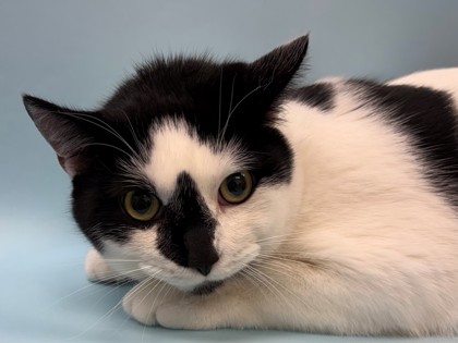 Jingles, a Domestic Shorthair Mix