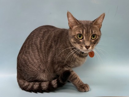 Moonarina, a Domestic Shorthair Mix