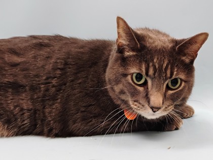 Milo